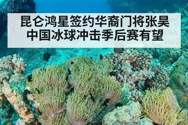 昆仑鸿星签约华裔门将张昊 中国冰球冲击季后赛有望